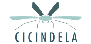 Cicindela